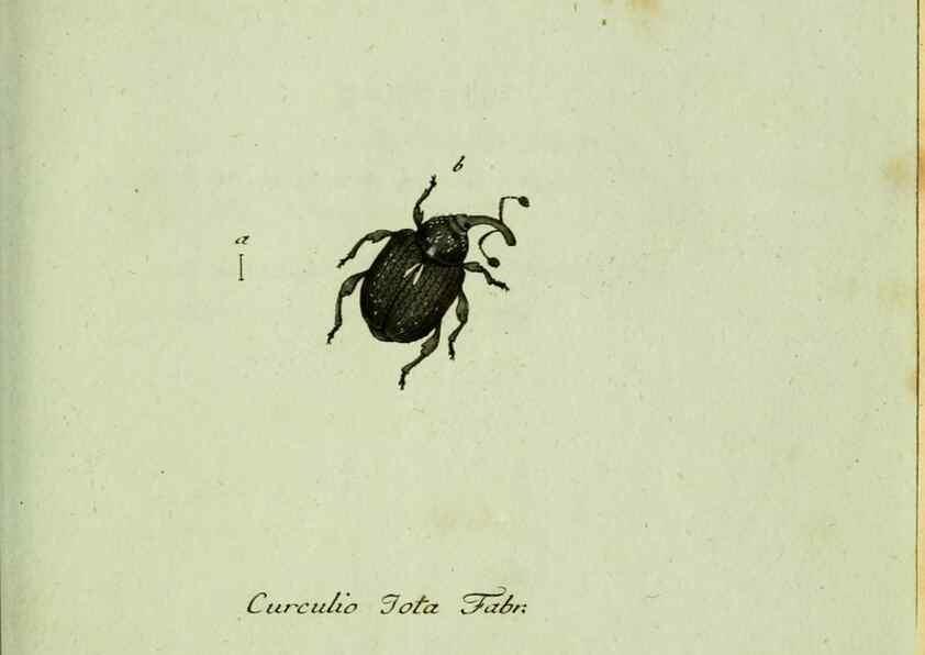 Reproducción/Reproduction 36204332512: Favnae insectorvm Germanicae initia, oder, Deutschlands Insecten /. Nürnberg :In den Felseckerschen Buchhandlung,1796-1813.