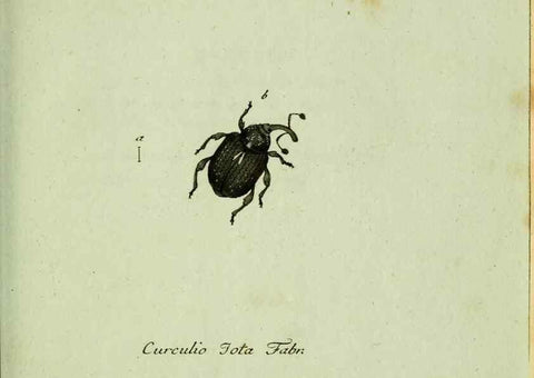 Reproducción/Reproduction 36204332512: Favnae insectorvm Germanicae initia, oder, Deutschlands Insecten /. Nürnberg :In den Felseckerschen Buchhandlung,1796-1813.
