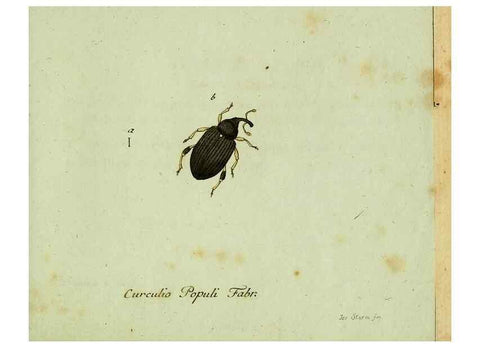 Reproducción/Reproduction 36204334402: Favnae insectorvm Germanicae initia, oder, Deutschlands Insecten /. Nürnberg :In den Felseckerschen Buchhandlung,1796-1813.