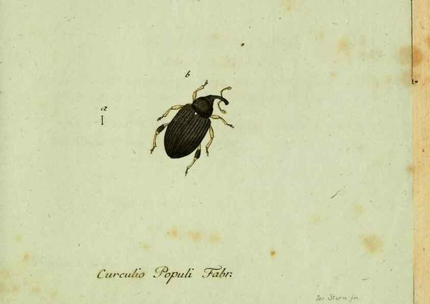 Reproducción/Reproduction 36204334402: Favnae insectorvm Germanicae initia, oder, Deutschlands Insecten /. Nürnberg :In den Felseckerschen Buchhandlung,1796-1813.