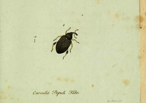 Reproducción/Reproduction 36204334402: Favnae insectorvm Germanicae initia, oder, Deutschlands Insecten /. Nürnberg :In den Felseckerschen Buchhandlung,1796-1813.