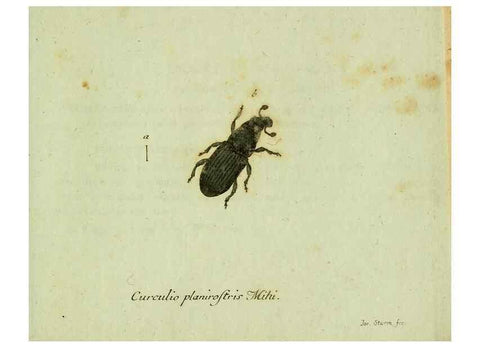 Reproducción/Reproduction 36204336242: Favnae insectorvm Germanicae initia, oder, Deutschlands Insecten /. Nürnberg :In den Felseckerschen Buchhandlung,1796-1813.