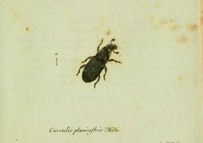 Reproducción/Reproduction 36204336242: Favnae insectorvm Germanicae initia, oder, Deutschlands Insecten /. Nürnberg :In den Felseckerschen Buchhandlung,1796-1813.