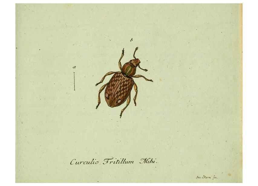 Reproducción/Reproduction 36204338142: Favnae insectorvm Germanicae initia, oder, Deutschlands Insecten /. Nürnberg :In den Felseckerschen Buchhandlung,1796-1813.