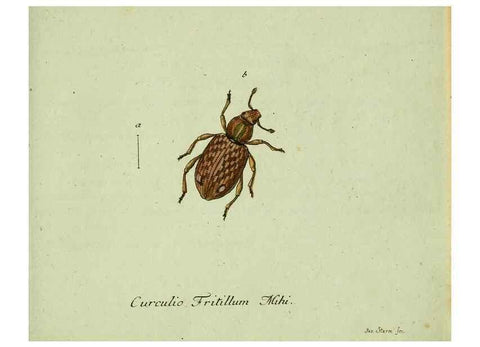 Reproducción/Reproduction 36204338142: Favnae insectorvm Germanicae initia, oder, Deutschlands Insecten /. Nürnberg :In den Felseckerschen Buchhandlung,1796-1813.