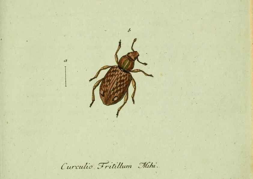 Reproducción/Reproduction 36204338142: Favnae insectorvm Germanicae initia, oder, Deutschlands Insecten /. Nürnberg :In den Felseckerschen Buchhandlung,1796-1813.