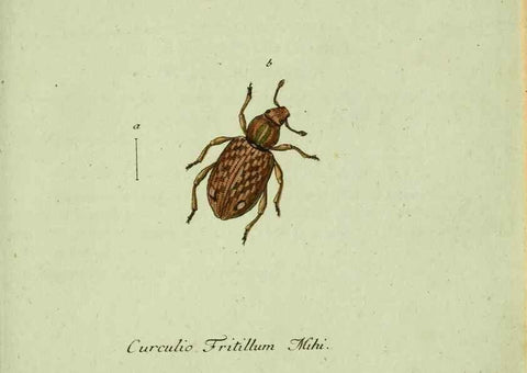 Reproducción/Reproduction 36204338142: Favnae insectorvm Germanicae initia, oder, Deutschlands Insecten /. Nürnberg :In den Felseckerschen Buchhandlung,1796-1813.
