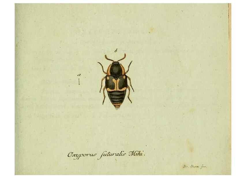 Reproducción/Reproduction 36204340422: Favnae insectorvm Germanicae initia, oder, Deutschlands Insecten /. Nürnberg :In den Felseckerschen Buchhandlung,1796-1813.