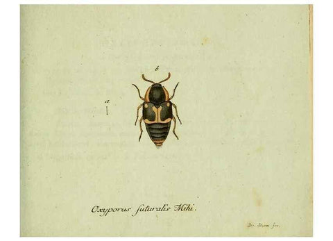 Reproducción/Reproduction 36204340422: Favnae insectorvm Germanicae initia, oder, Deutschlands Insecten /. Nürnberg :In den Felseckerschen Buchhandlung,1796-1813.