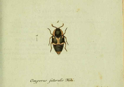 Reproducción/Reproduction 36204340422: Favnae insectorvm Germanicae initia, oder, Deutschlands Insecten /. Nürnberg :In den Felseckerschen Buchhandlung,1796-1813.