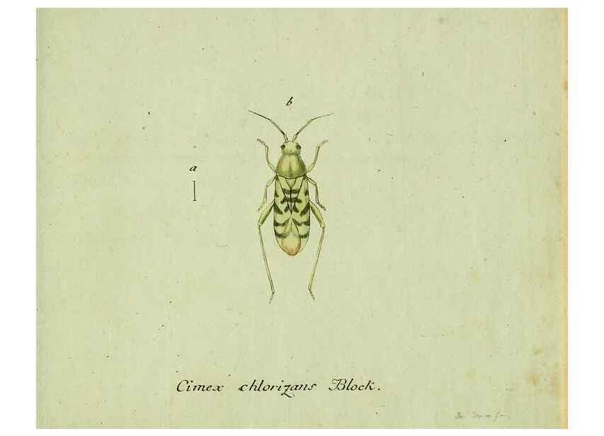 Reproducción/Reproduction 36204342632: Favnae insectorvm Germanicae initia, oder, Deutschlands Insecten /. Nürnberg :In den Felseckerschen Buchhandlung,1796-1813.
