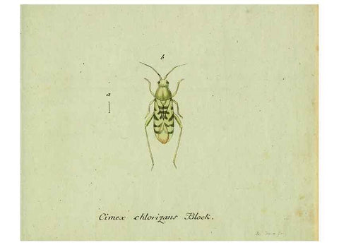 Reproducción/Reproduction 36204342632: Favnae insectorvm Germanicae initia, oder, Deutschlands Insecten /. Nürnberg :In den Felseckerschen Buchhandlung,1796-1813.