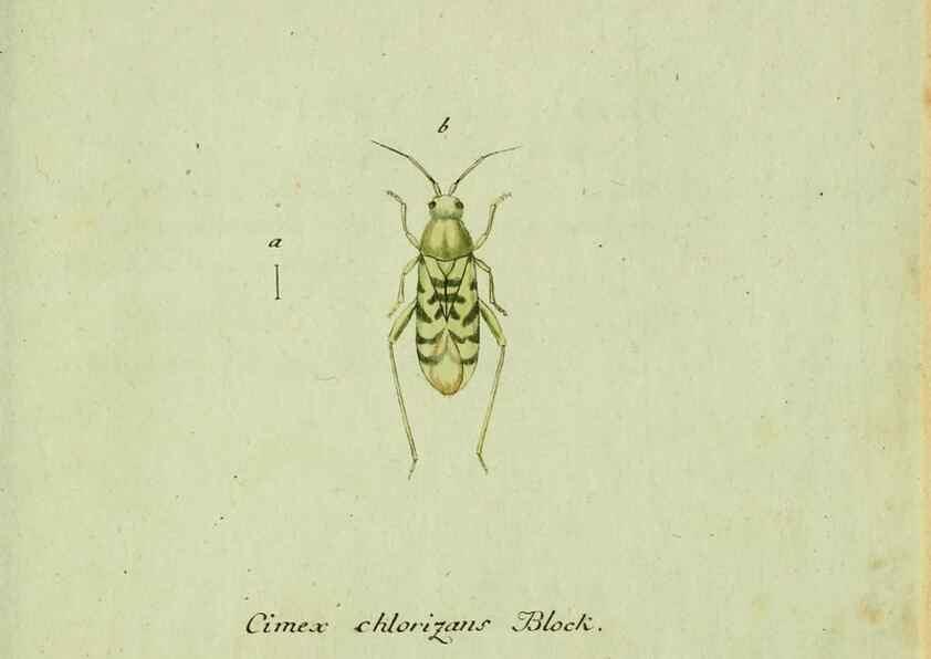 Reproducción/Reproduction 36204342632: Favnae insectorvm Germanicae initia, oder, Deutschlands Insecten /. Nürnberg :In den Felseckerschen Buchhandlung,1796-1813.
