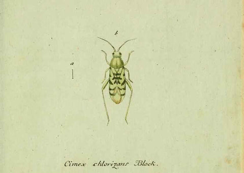 Reproducción/Reproduction 36204342632: Favnae insectorvm Germanicae initia, oder, Deutschlands Insecten /. Nürnberg :In den Felseckerschen Buchhandlung,1796-1813.