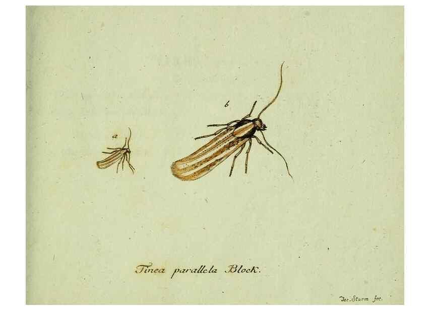 Reproducción/Reproduction 36204344672: Favnae insectorvm Germanicae initia, oder, Deutschlands Insecten /. Nürnberg :In den Felseckerschen Buchhandlung,1796-1813.