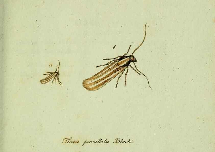 Reproducción/Reproduction 36204344672: Favnae insectorvm Germanicae initia, oder, Deutschlands Insecten /. Nürnberg :In den Felseckerschen Buchhandlung,1796-1813.