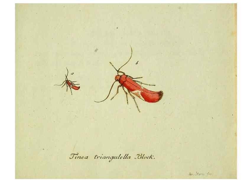 Reproducción/Reproduction 35564215653: Favnae insectorvm Germanicae initia, oder, Deutschlands Insecten /. Nürnberg :In den Felseckerschen Buchhandlung,1796-1813.