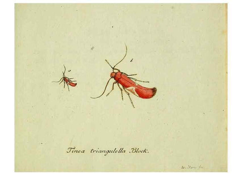 Reproducción/Reproduction 35564215653: Favnae insectorvm Germanicae initia, oder, Deutschlands Insecten /. Nürnberg :In den Felseckerschen Buchhandlung,1796-1813.