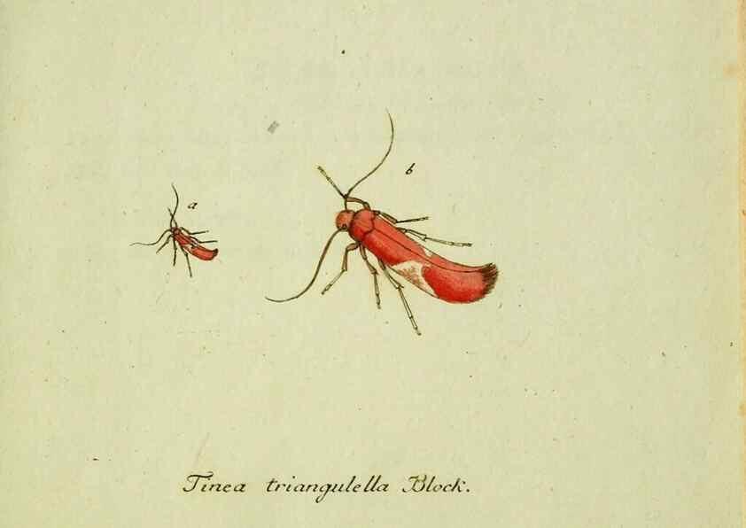 Reproducción/Reproduction 35564215653: Favnae insectorvm Germanicae initia, oder, Deutschlands Insecten /. Nürnberg :In den Felseckerschen Buchhandlung,1796-1813.