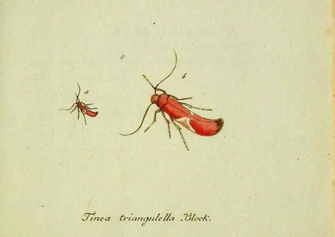 Reproducción/Reproduction 35564215653: Favnae insectorvm Germanicae initia, oder, Deutschlands Insecten /. Nürnberg :In den Felseckerschen Buchhandlung,1796-1813.