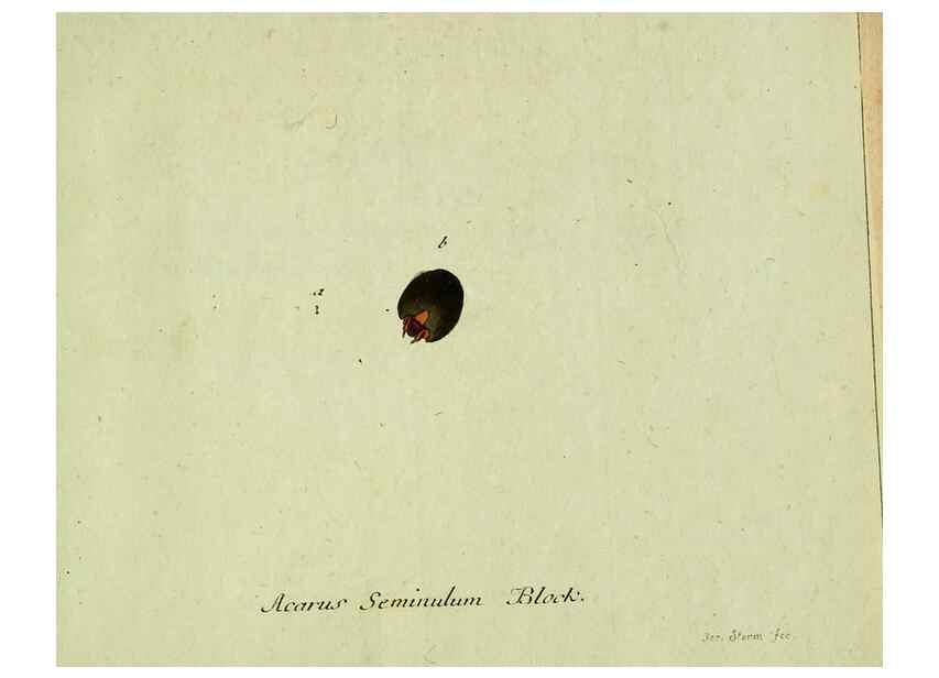 Reproducción/Reproduction 35564217233: Favnae insectorvm Germanicae initia, oder, Deutschlands Insecten /. Nürnberg :In den Felseckerschen Buchhandlung,1796-1813.