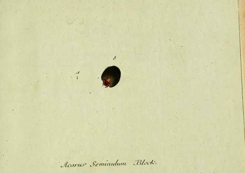 Reproducción/Reproduction 35564217233: Favnae insectorvm Germanicae initia, oder, Deutschlands Insecten /. Nürnberg :In den Felseckerschen Buchhandlung,1796-1813.