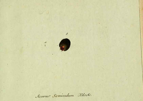 Reproducción/Reproduction 35564217233: Favnae insectorvm Germanicae initia, oder, Deutschlands Insecten /. Nürnberg :In den Felseckerschen Buchhandlung,1796-1813.