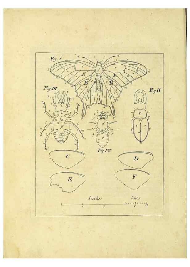 Reproducción/Reproduction 35976042400: Exposition des insectes que se trouvent en Angleterre;. Londres,B. White et J. Edwards,1786.