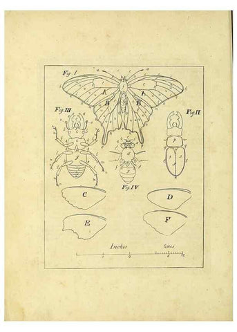 Reproducción/Reproduction 35976042400: Exposition des insectes que se trouvent en Angleterre;. Londres,B. White et J. Edwards,1786.