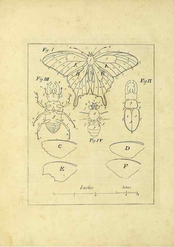 Reproducción/Reproduction 35976042400: Exposition des insectes que se trouvent en Angleterre;. Londres,B. White et J. Edwards,1786.