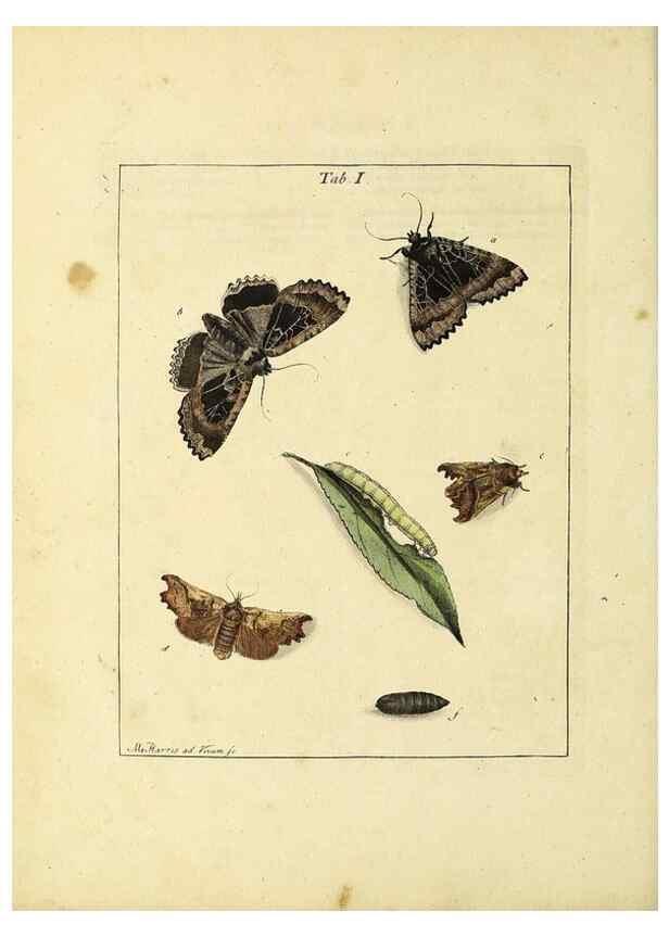 Reproducción/Reproduction 35976044800: Exposition des insectes que se trouvent en Angleterre;. Londres,B. White et J. Edwards,1786.