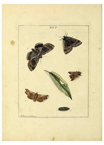 Reproducción/Reproduction 35976044800: Exposition des insectes que se trouvent en Angleterre;. Londres,B. White et J. Edwards,1786.