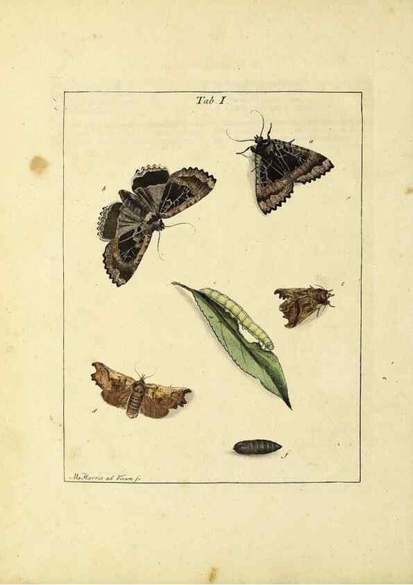 Reproducción/Reproduction 35976044800: Exposition des insectes que se trouvent en Angleterre;. Londres,B. White et J. Edwards,1786.