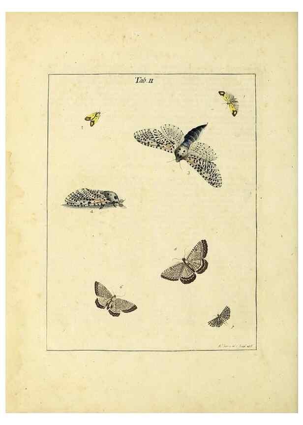 Reproducción/Reproduction 35976046610: Exposition des insectes que se trouvent en Angleterre;. Londres,B. White et J. Edwards,1786.