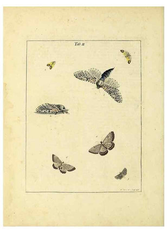 Reproducción/Reproduction 35976046610: Exposition des insectes que se trouvent en Angleterre;. Londres,B. White et J. Edwards,1786.
