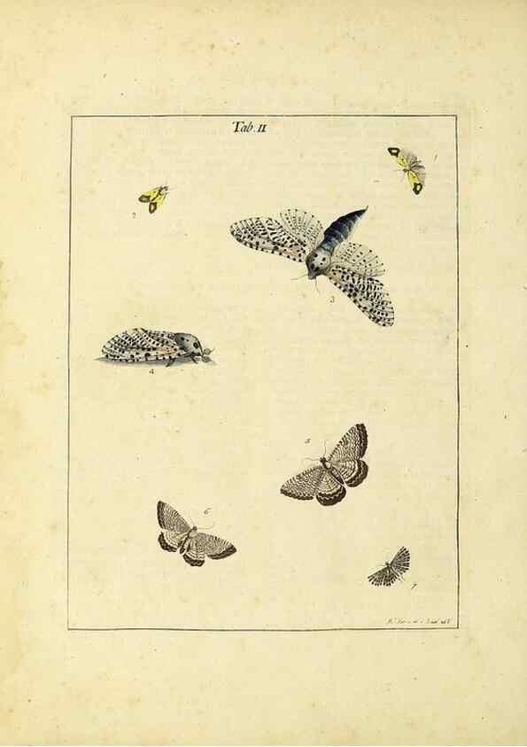 Reproducción/Reproduction 35976046610: Exposition des insectes que se trouvent en Angleterre;. Londres,B. White et J. Edwards,1786.