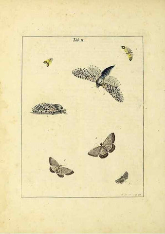 Reproducción/Reproduction 35976046610: Exposition des insectes que se trouvent en Angleterre;. Londres,B. White et J. Edwards,1786.