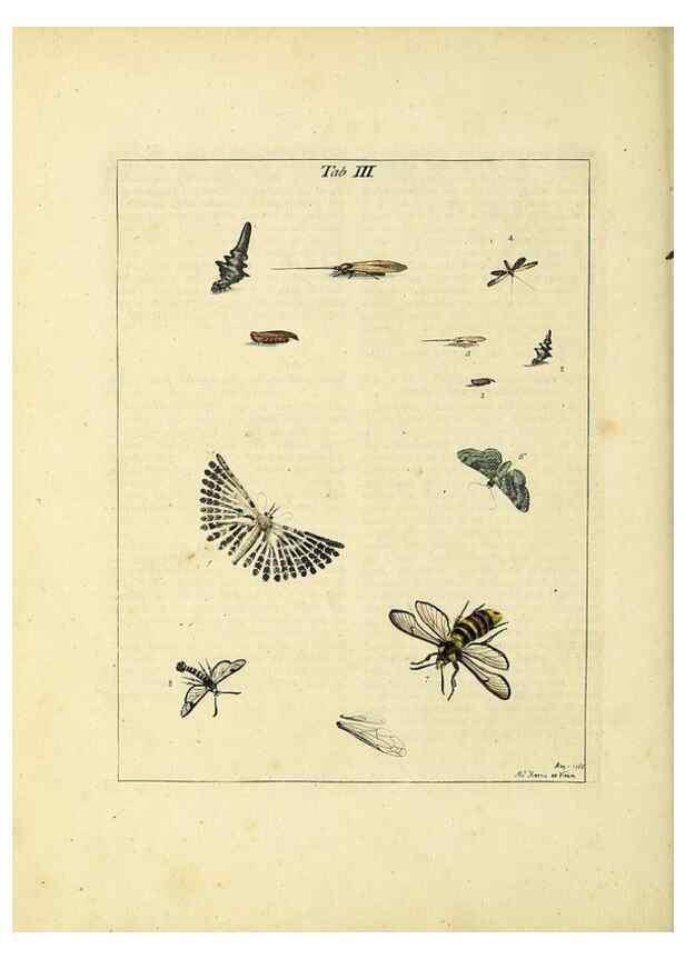 Reproducción/Reproduction 35976048300: Exposition des insectes que se trouvent en Angleterre;. Londres,B. White et J. Edwards,1786.