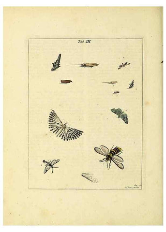Reproducción/Reproduction 35976048300: Exposition des insectes que se trouvent en Angleterre;. Londres,B. White et J. Edwards,1786.