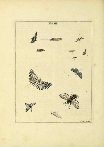 Reproducción/Reproduction 35976048300: Exposition des insectes que se trouvent en Angleterre;. Londres,B. White et J. Edwards,1786.