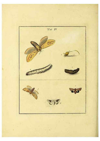 Reproducción/Reproduction 35976050350: Exposition des insectes que se trouvent en Angleterre;. Londres,B. White et J. Edwards,1786.
