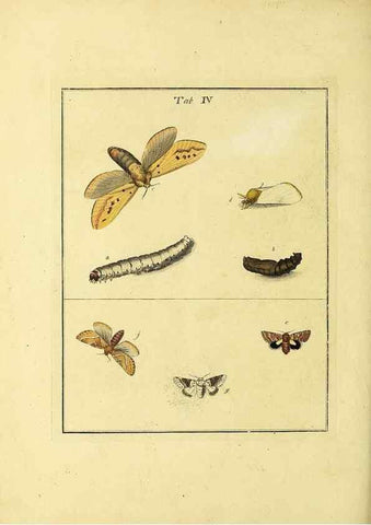 Reproducción/Reproduction 35976050350: Exposition des insectes que se trouvent en Angleterre;. Londres,B. White et J. Edwards,1786.