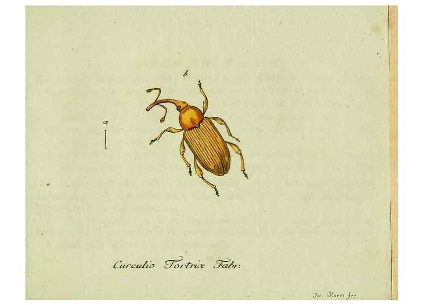 Reproducción/Reproduction 36204328872: Favnae insectorvm Germanicae initia, oder, Deutschlands Insecten /. Nürnberg :In den Felseckerschen Buchhandlung,1796-1813.
