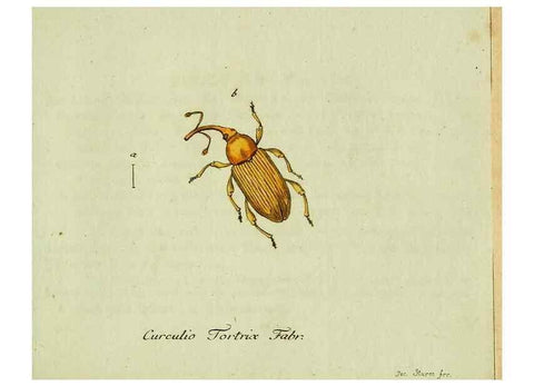 Reproducción/Reproduction 36204328872: Favnae insectorvm Germanicae initia, oder, Deutschlands Insecten /. Nürnberg :In den Felseckerschen Buchhandlung,1796-1813.