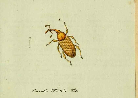 Reproducción/Reproduction 36204328872: Favnae insectorvm Germanicae initia, oder, Deutschlands Insecten /. Nürnberg :In den Felseckerschen Buchhandlung,1796-1813.