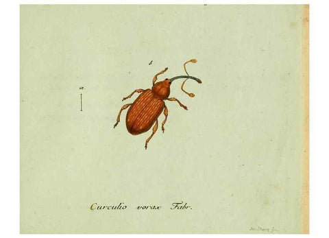 Reproducción/Reproduction 36204326932: Favnae insectorvm Germanicae initia, oder, Deutschlands Insecten /. Nürnberg :In den Felseckerschen Buchhandlung,1796-1813.