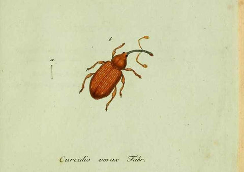Reproducción/Reproduction 36204326932: Favnae insectorvm Germanicae initia, oder, Deutschlands Insecten /. Nürnberg :In den Felseckerschen Buchhandlung,1796-1813.