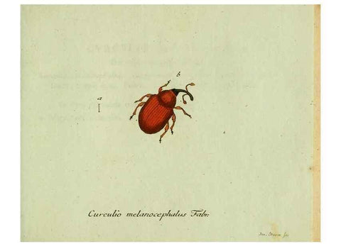 Reproducción/Reproduction 36204324772: Favnae insectorvm Germanicae initia, oder, Deutschlands Insecten /. Nürnberg :In den Felseckerschen Buchhandlung,1796-1813.