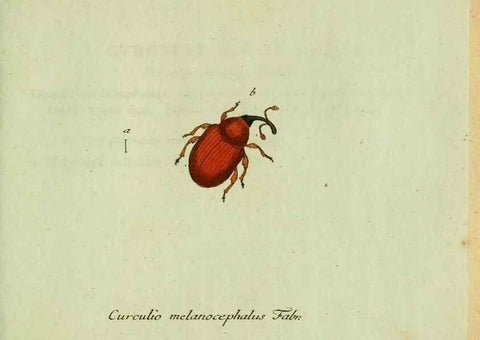 Reproducción/Reproduction 36204324772: Favnae insectorvm Germanicae initia, oder, Deutschlands Insecten /. Nürnberg :In den Felseckerschen Buchhandlung,1796-1813.