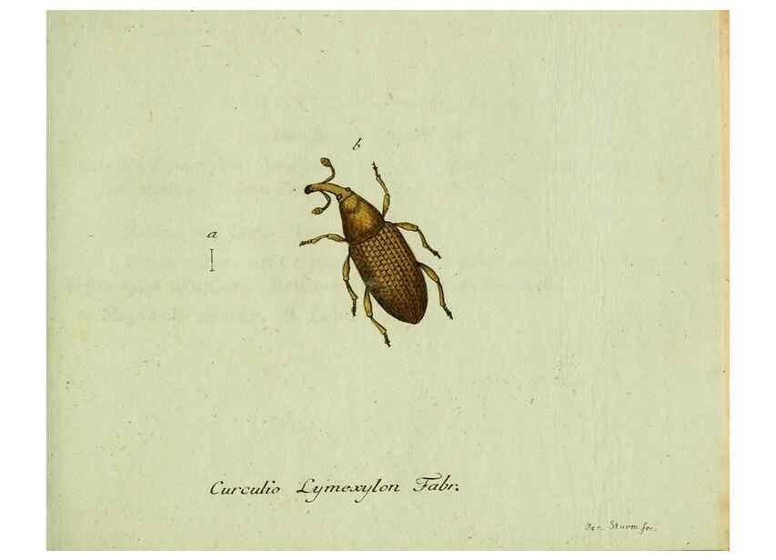 Reproducción/Reproduction 36204322802: Favnae insectorvm Germanicae initia, oder, Deutschlands Insecten /. Nürnberg :In den Felseckerschen Buchhandlung,1796-1813.